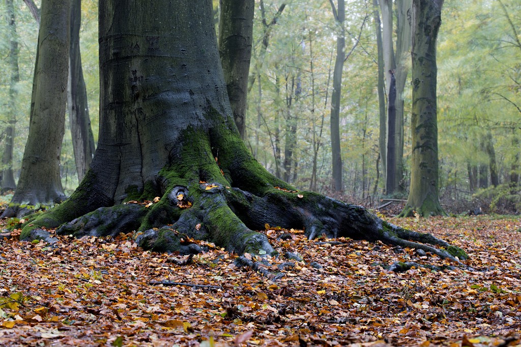 lente zomer herfst winter seizoen seizoenen voorjaar najaar hdr paddenstoelen bladeren mist regen sneeuw